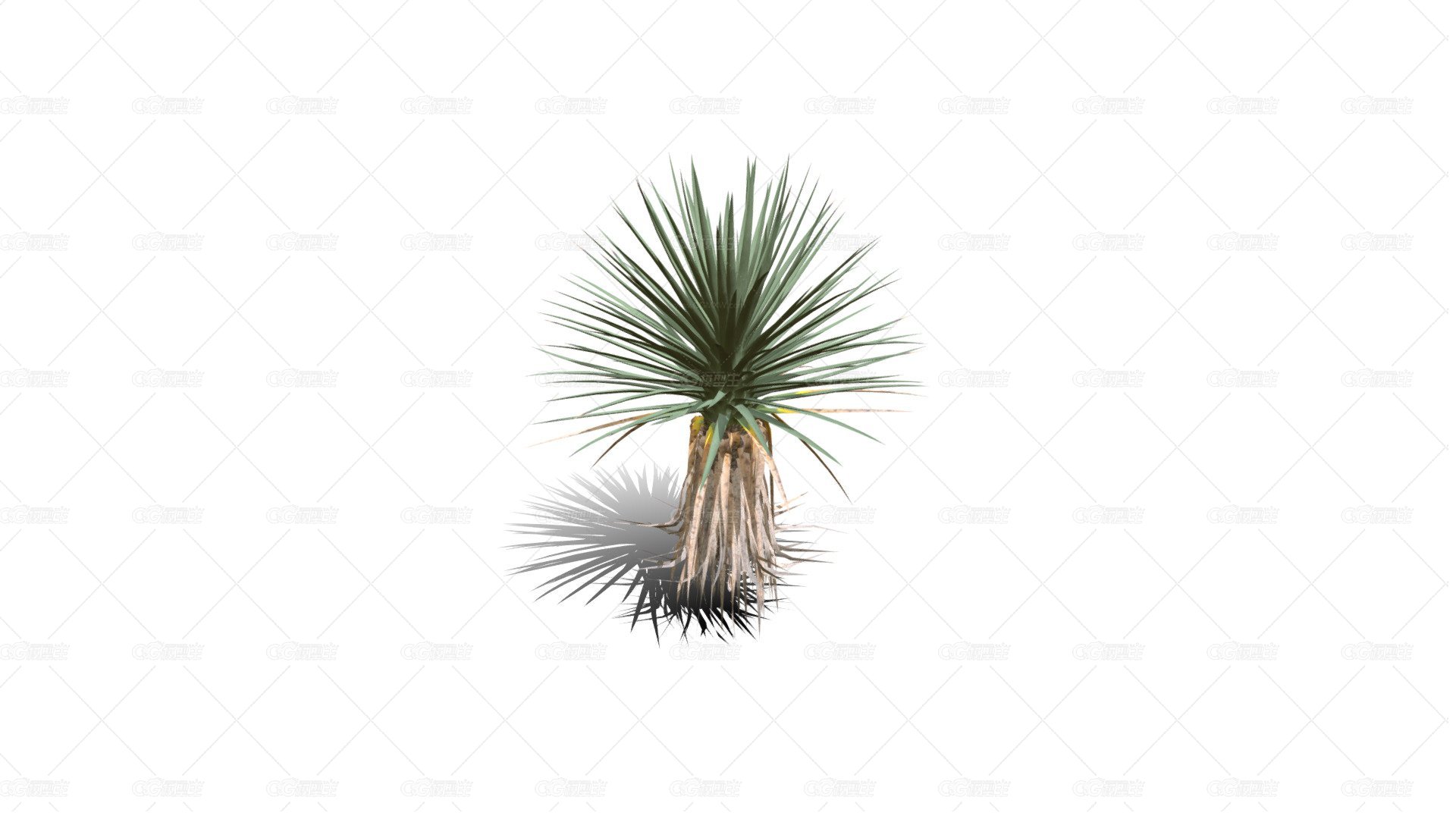 Joshua Trees 约书亚树 针叶树 短叶丝兰Yucca brevifolia树木沙漠平原植物 -1