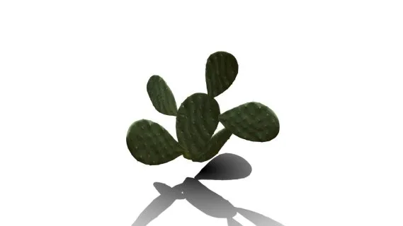 仙人掌花 沙漠植物 多肉植物 沙漠仙人掌 荒漠植物 Cactus