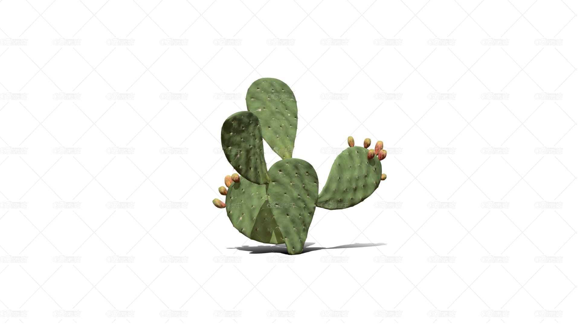 仙人掌花 沙漠植物 多肉植物 沙漠仙人掌 荒漠植物 Cactus-1