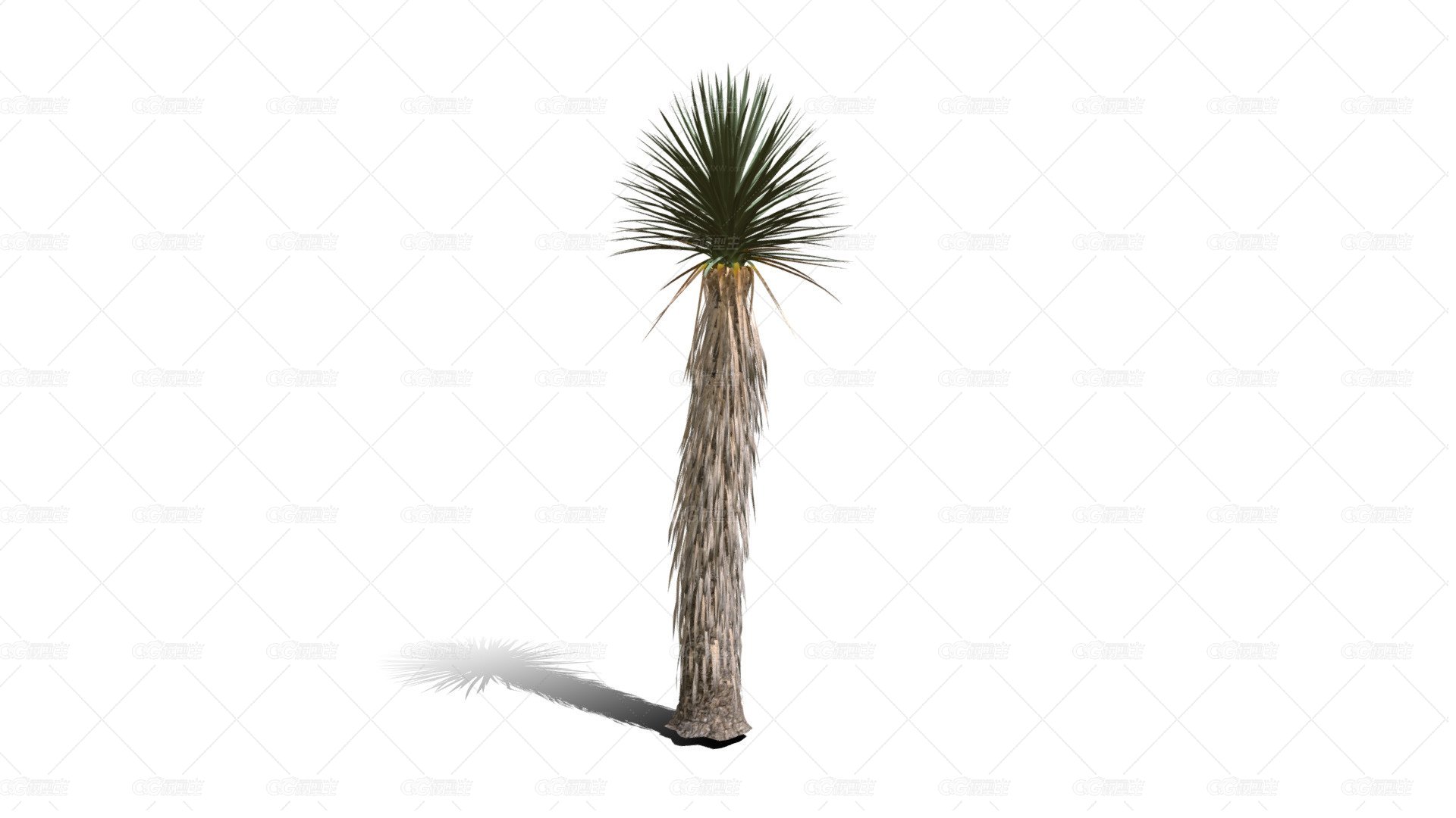 Joshua Trees 约书亚树 针叶树 短叶丝兰Yucca brevifolia树木沙漠平原植物 -1