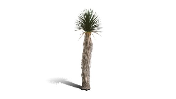 Joshua Trees 约书亚树 针叶树 短叶丝兰Yucca brevifolia树木沙漠平原植物 