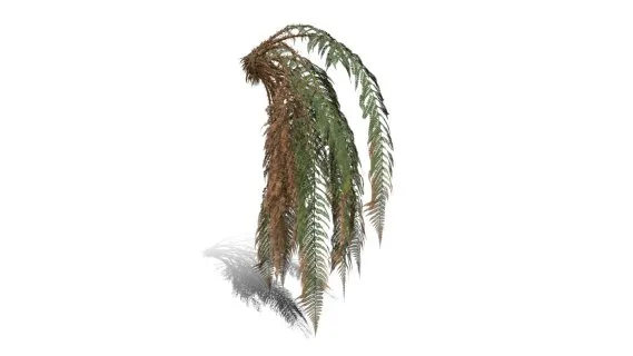  雄性蕨类 欧洲鳍毛蕨 蕨类植被 肉桂蕨 针叶植物 铁树 鳞毛蕨 蕨类植物 花草