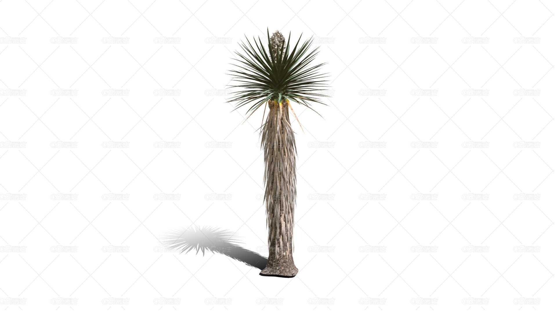 Joshua Trees 约书亚树 针叶树 短叶丝兰Yucca brevifolia树木沙漠平原植物 -1