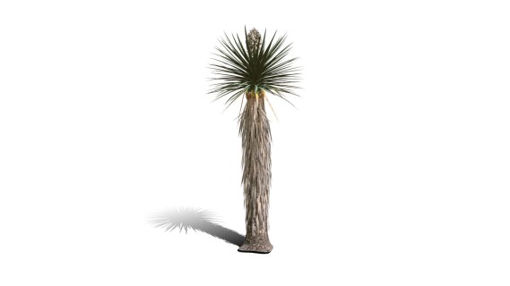 Joshua Trees 约书亚树 针叶树 短叶丝兰Yucca brevifolia树木沙漠平原植物 