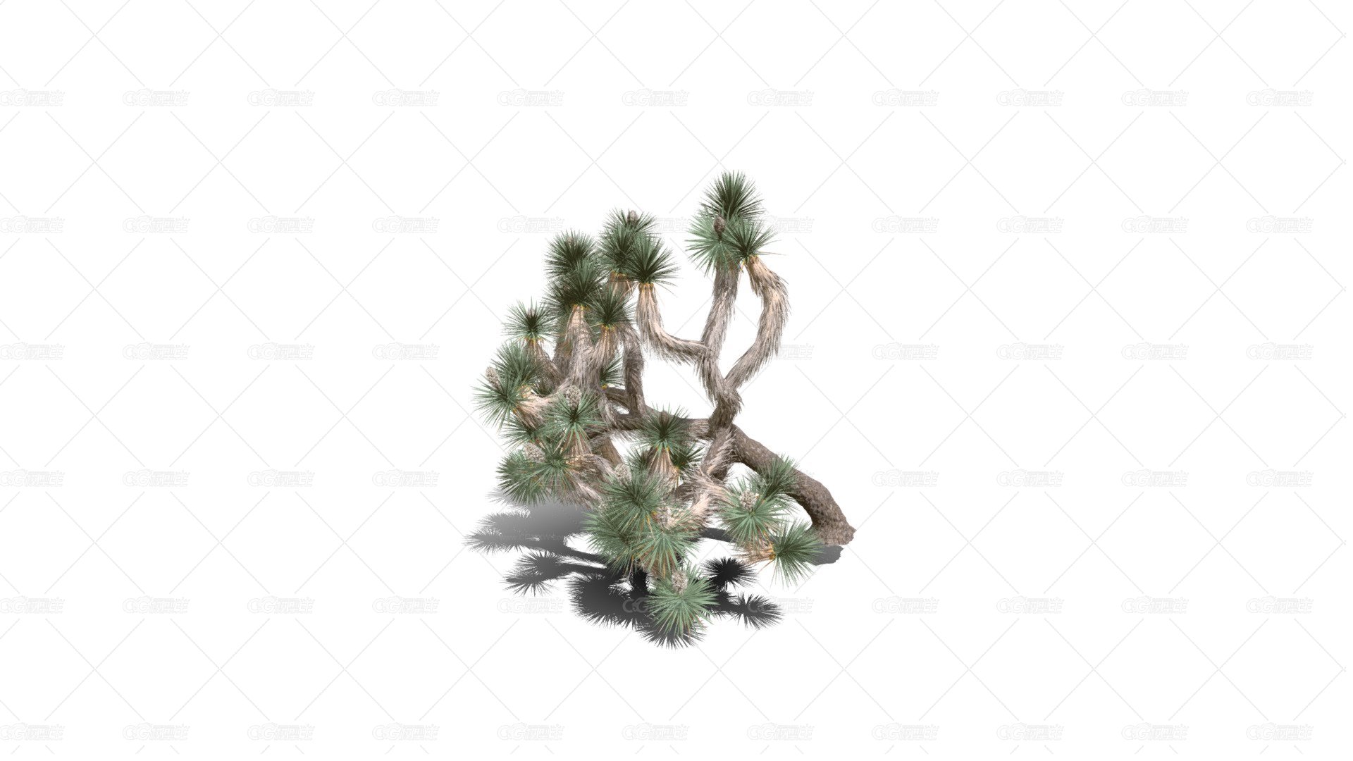 Joshua Trees 约书亚树 针叶树 短叶丝兰Yucca brevifolia树木沙漠平原植物 -1