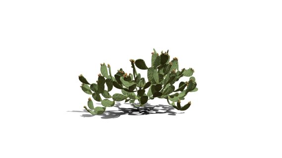 仙人掌 沙漠植物 多肉植物 沙漠仙人掌 荒漠植物 Cactus