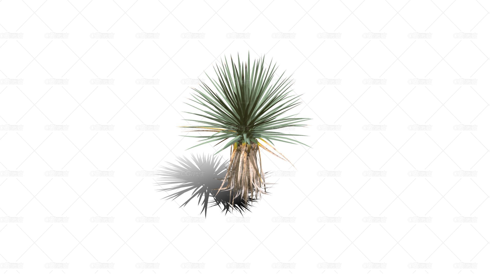 Joshua Trees 约书亚树 针叶树 短叶丝兰Yucca brevifolia树木沙漠平原植物 -1