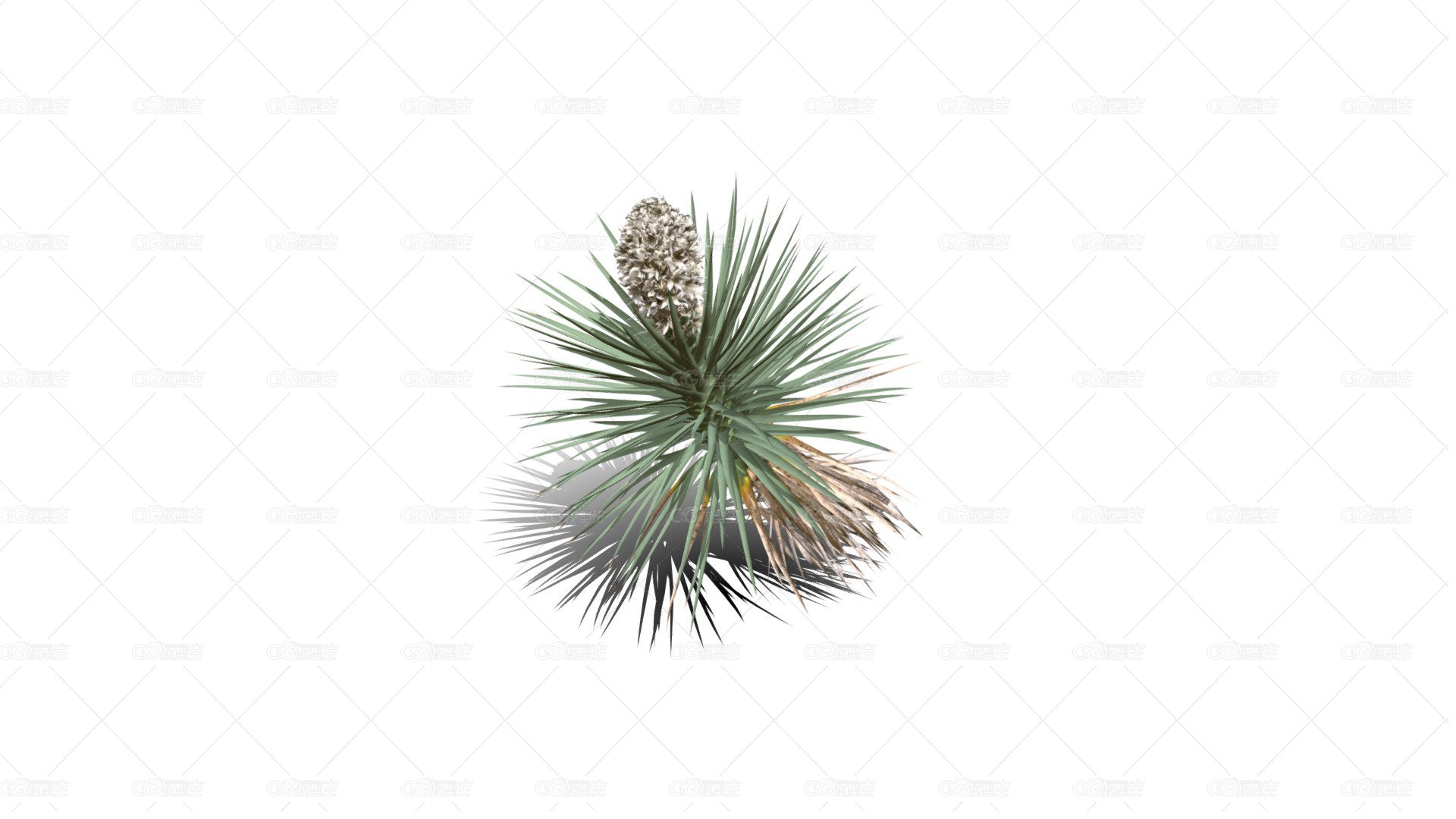 Joshua Trees 约书亚树 针叶树 短叶丝兰Yucca brevifolia树木沙漠平原植物 -1