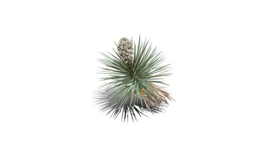 Joshua Trees 约书亚树 针叶树 短叶丝兰Yucca brevifolia树木沙漠平原植物 