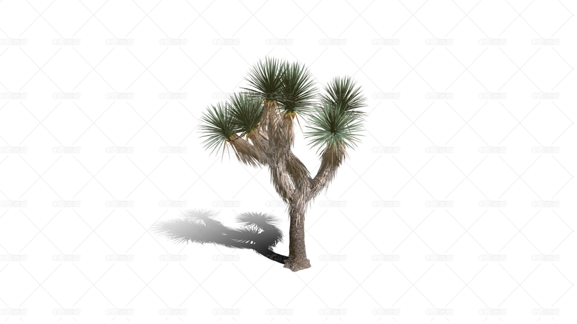 Joshua Trees 约书亚树 针叶树 短叶丝兰Yucca brevifolia树木沙漠平原植物 -1