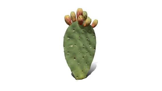 仙人掌花 沙漠植物 多肉植物 沙漠仙人掌 荒漠植物 Cactus
