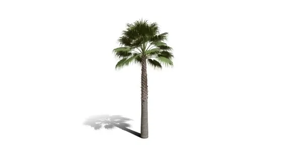 加州扇棕榈树 棕竹 园林植物 扇形棕榈树 棕树 芭蕉树 海岛树 海滩树 热带植物