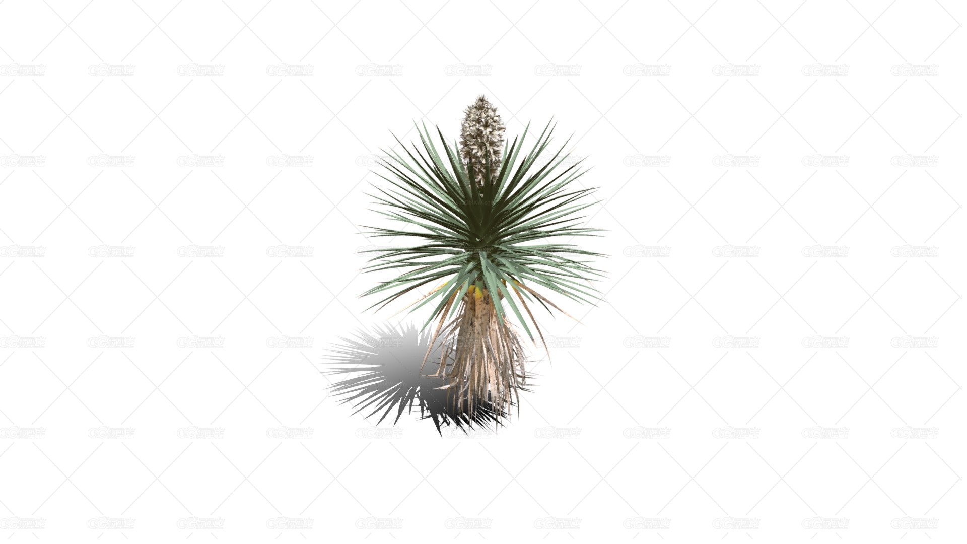 Joshua Trees 约书亚树 针叶树 短叶丝兰Yucca brevifolia树木沙漠平原植物 -1