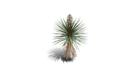 Joshua Trees 约书亚树 针叶树 短叶丝兰Yucca brevifolia树木沙漠平原植物 