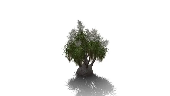象足树 沙漠植物 大象脚树 树木 大树 沙漠树 半落叶乔木 景观树