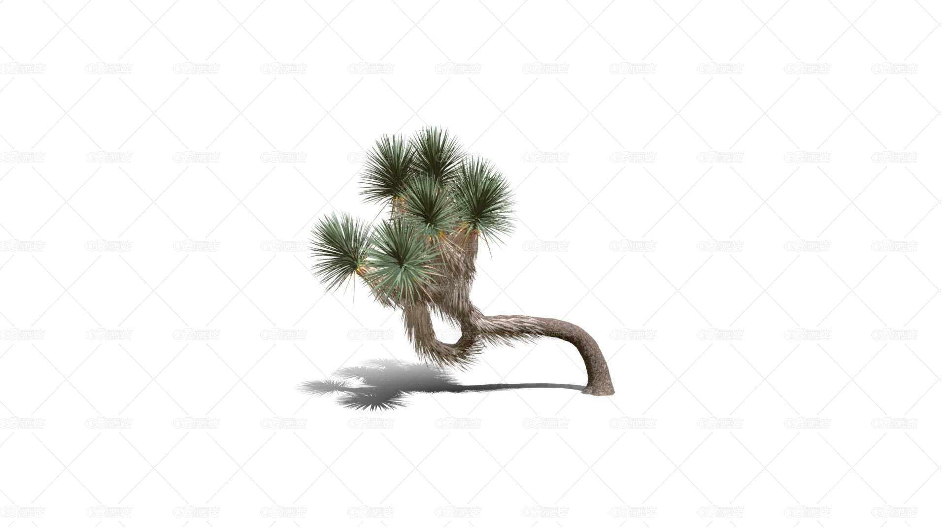 Joshua Trees 约书亚树 针叶树 短叶丝兰Yucca brevifolia树木沙漠平原植物 -1