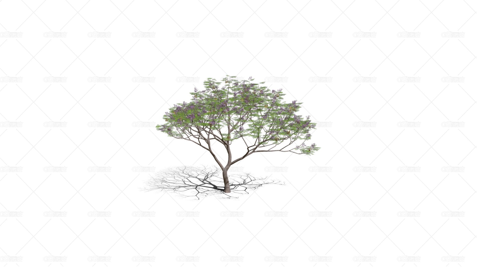 苦楝树 紫花树 楝枣子 翠树 森树 楝枣树 火棯树 花心树 苦辣树 洋花森花树 -1