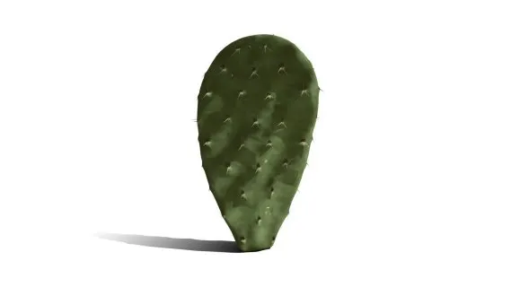 仙人掌 沙漠植物 多肉植物 沙漠仙人掌 荒漠植物 Cactus