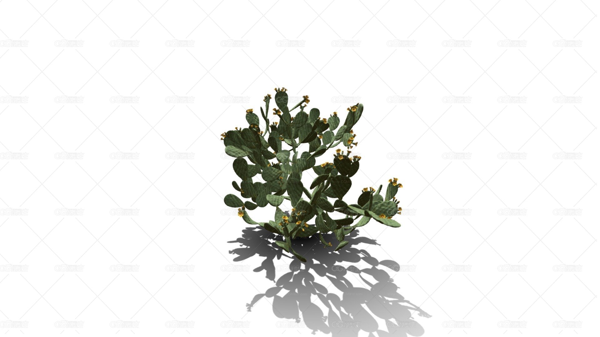 仙人掌花 沙漠植物 多肉植物 沙漠仙人掌 荒漠植物 Cactus-1