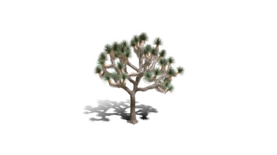 Joshua Trees 约书亚树 针叶树 短叶丝兰Yucca brevifolia树木沙漠平原植物 