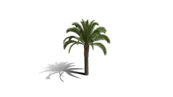 加那利海枣树 棕榈树 椰子树 长叶刺葵树 加拿利刺葵树 槟榔竹树 加拿利海枣树