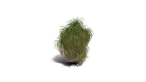 象足树 沙漠植物 大象脚树 树木 大树 沙漠树 半落叶乔木 景观树