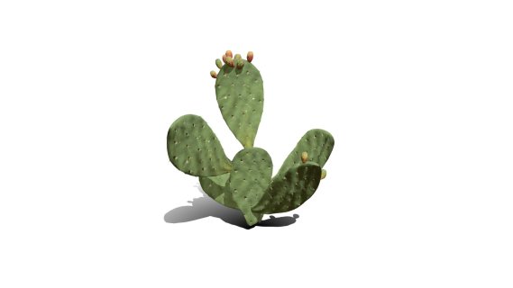 仙人掌 沙漠植物 多肉植物 沙漠仙人掌 荒漠植物 Cactus