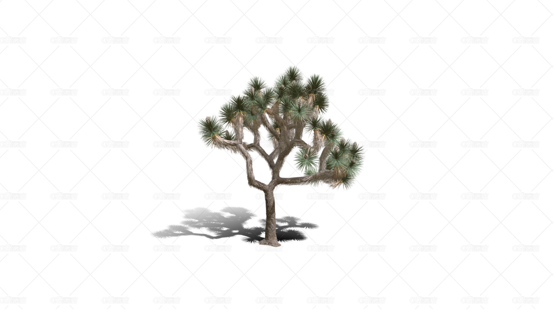 Joshua Trees 约书亚树 针叶树 短叶丝兰Yucca brevifolia树木沙漠平原植物 -1