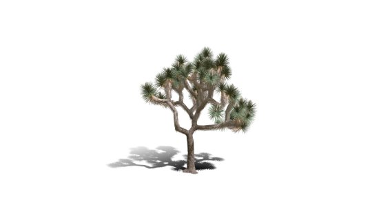 Joshua Trees 约书亚树 针叶树 短叶丝兰Yucca brevifolia树木沙漠平原植物 