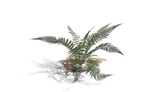  雄性蕨类 欧洲鳍毛蕨 蕨类植被 肉桂蕨 针叶植物 铁树 鳞毛蕨 蕨类植物 花草