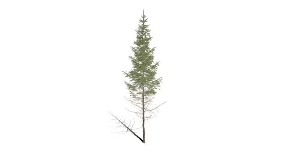云杉树 白松树 树木 松树植物 松针树 针叶树 景观树 绿化树