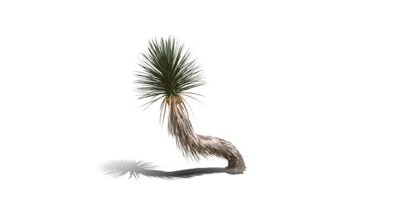 Joshua Trees 约书亚树 针叶树 短叶丝兰Yucca brevifolia树木沙漠平原植物 