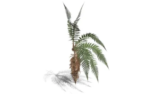  雄性蕨类 欧洲鳍毛蕨 蕨类植被 肉桂蕨 针叶植物 铁树 鳞毛蕨 蕨类植物 花草