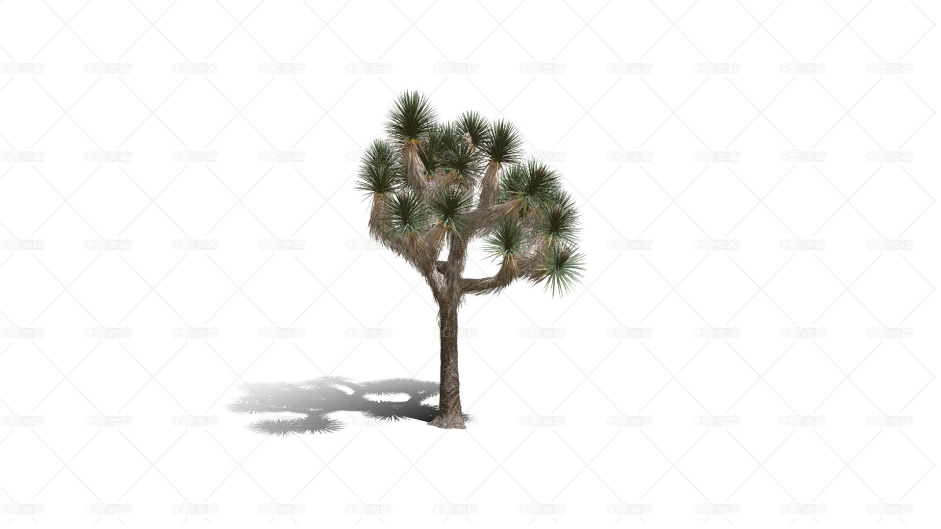 Joshua Trees 约书亚树 针叶树 短叶丝兰Yucca brevifolia树木沙漠平原植物 -1