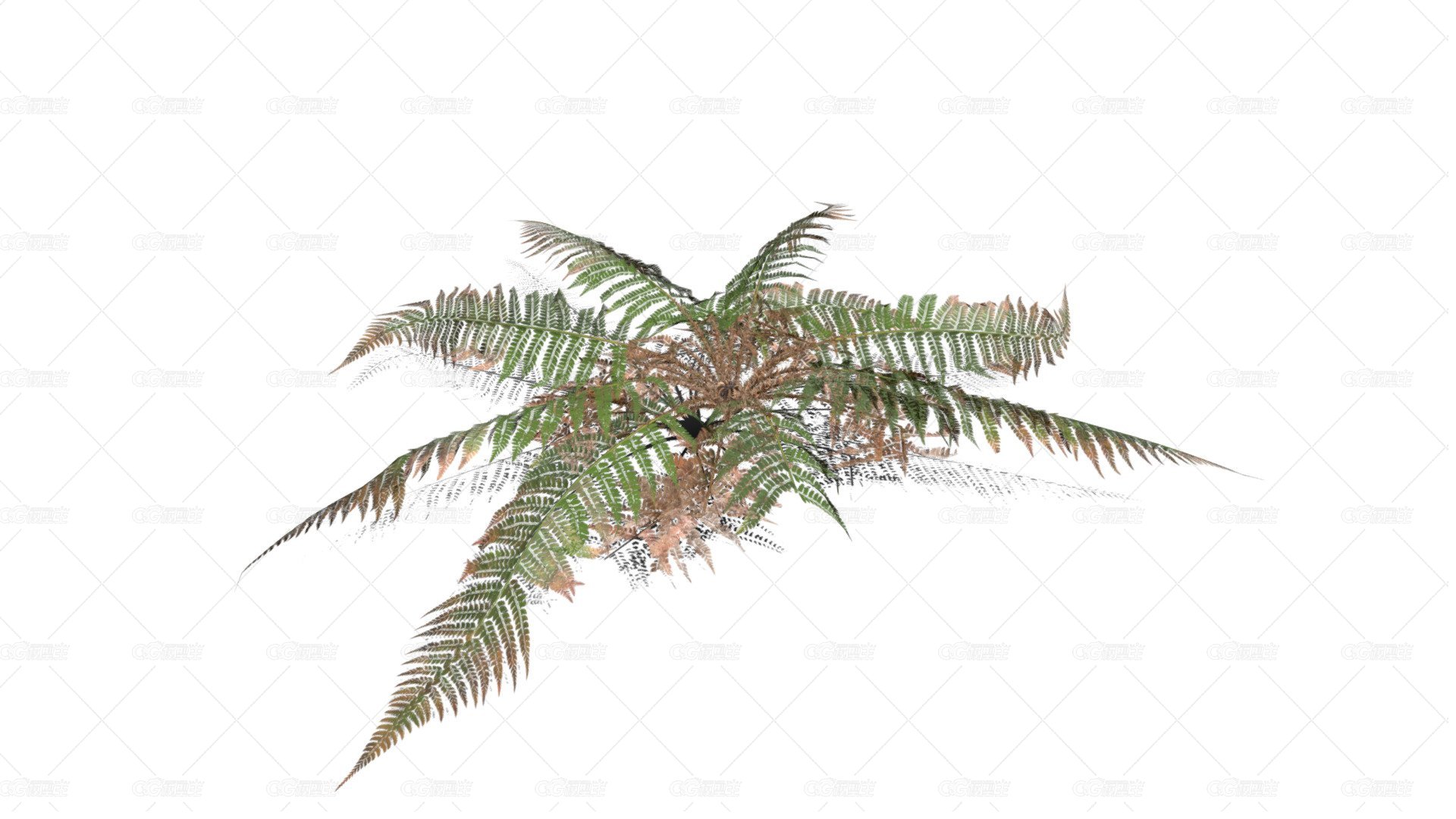  雄性蕨类 欧洲鳍毛蕨 蕨类植被 肉桂蕨 针叶植物 铁树 鳞毛蕨 蕨类植物 花草-1