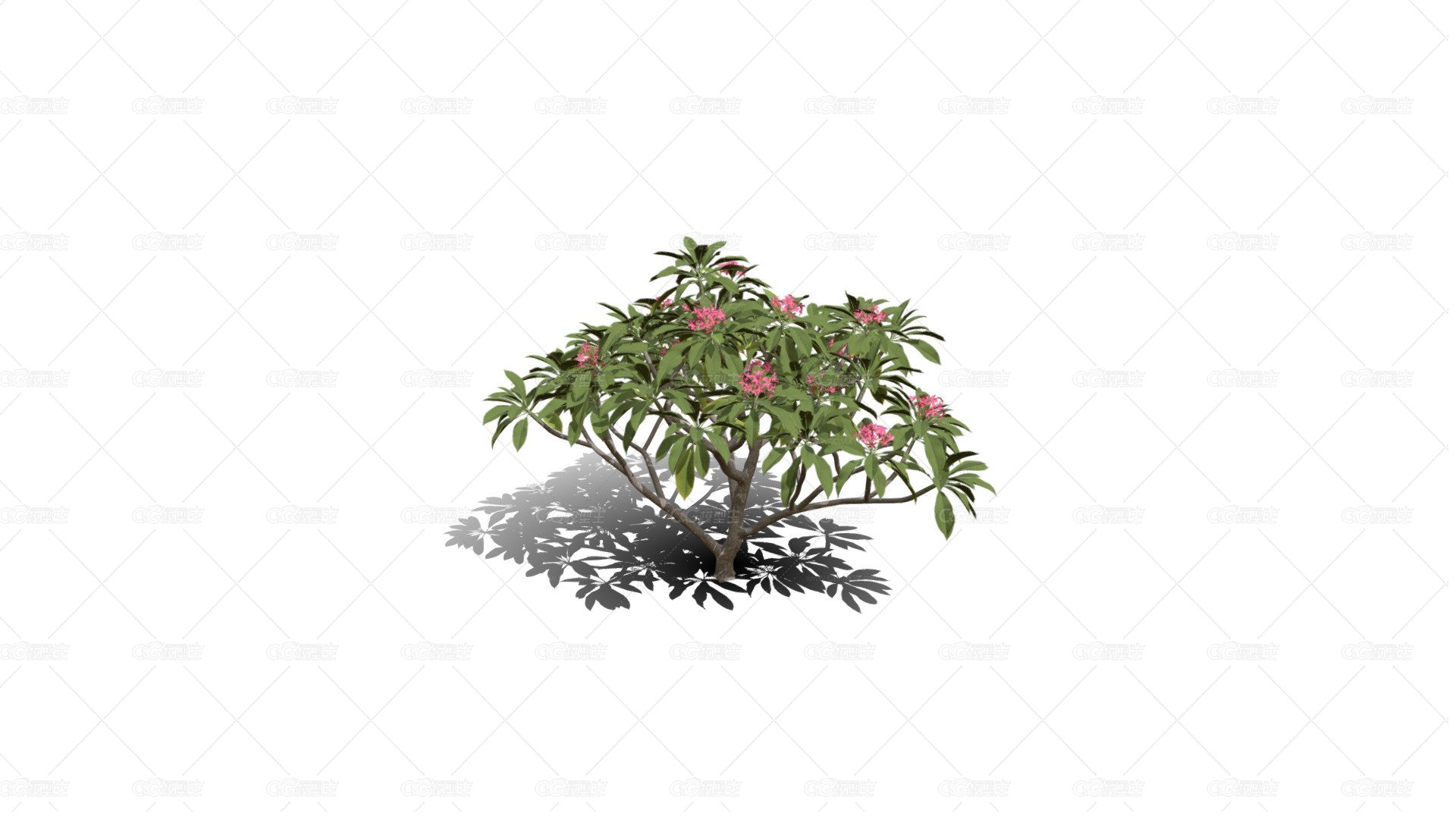 鸡蛋花树 花树 红花树 开花树 白花树 小灌木 小乔木 花卉 树木 行道树-1