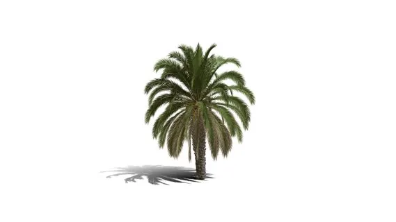 加那利海枣树 棕榈树 椰子树 长叶刺葵树 加拿利刺葵树 槟榔竹树 加拿利海枣树