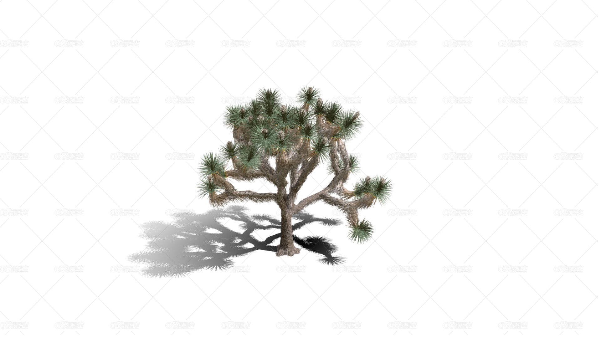 Joshua Trees 约书亚树 针叶树 短叶丝兰Yucca brevifolia树木沙漠平原植物 -1