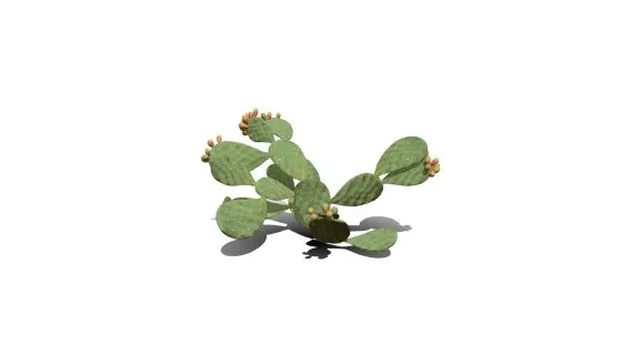 仙人掌花 沙漠植物 多肉植物 沙漠仙人掌 荒漠植物 Cactus