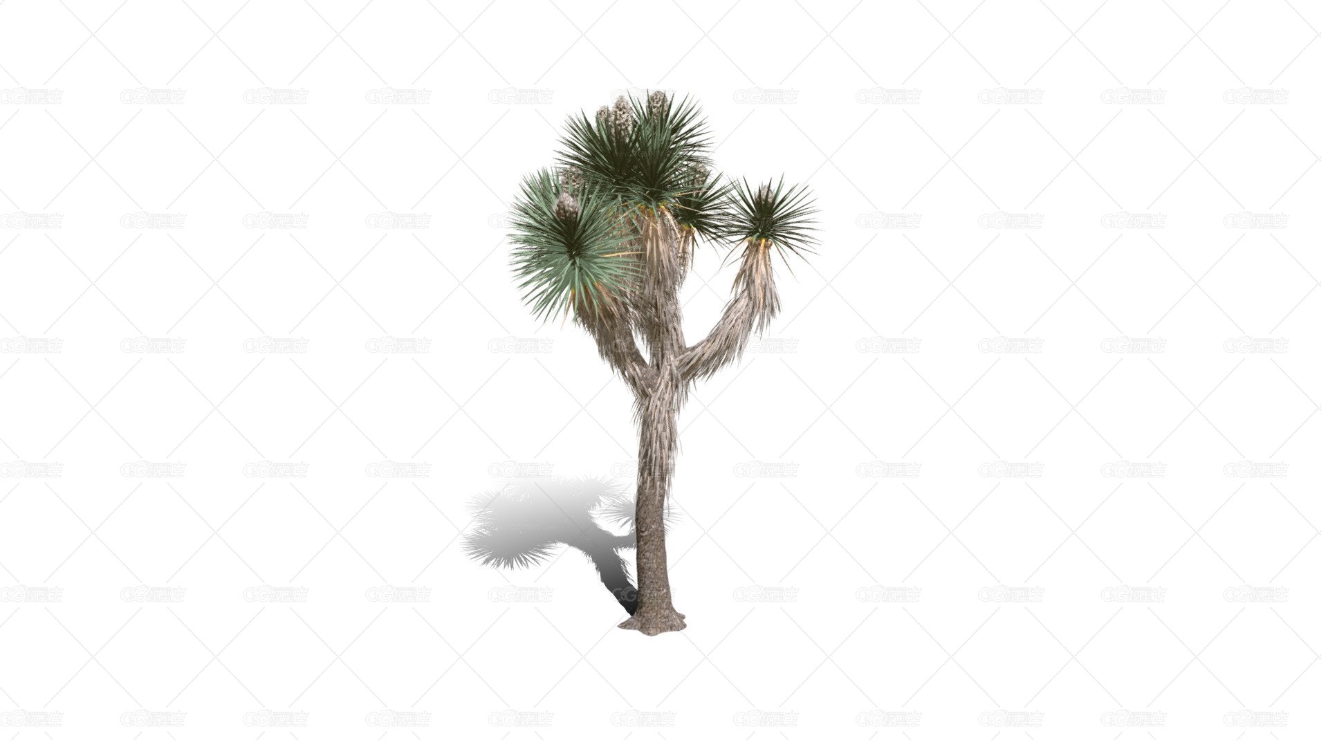 Joshua Trees 约书亚树 针叶树 短叶丝兰Yucca brevifolia树木沙漠平原植物 -1