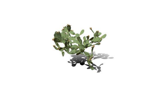 仙人掌花 沙漠植物 多肉植物 沙漠仙人掌 荒漠植物 Cactus