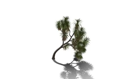 卷心菜树 非洲辣木 白菜树 药树 棕榈 针叶树