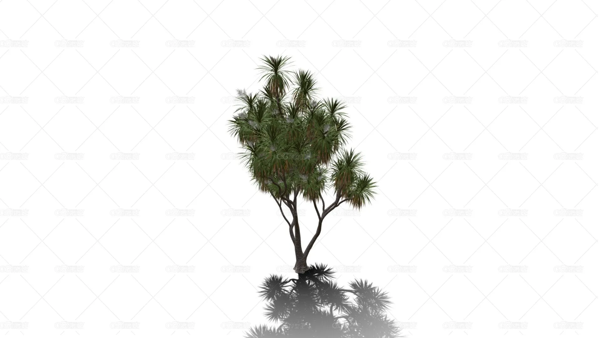 卷心菜树 非洲辣木 白菜树 药树 棕榈 针叶树-1