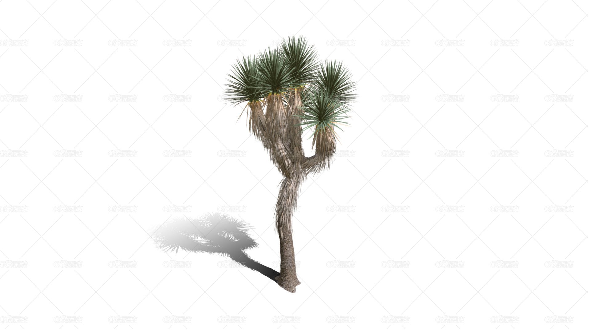 Joshua Trees 约书亚树 针叶树 短叶丝兰Yucca brevifolia树木沙漠平原植物 -1