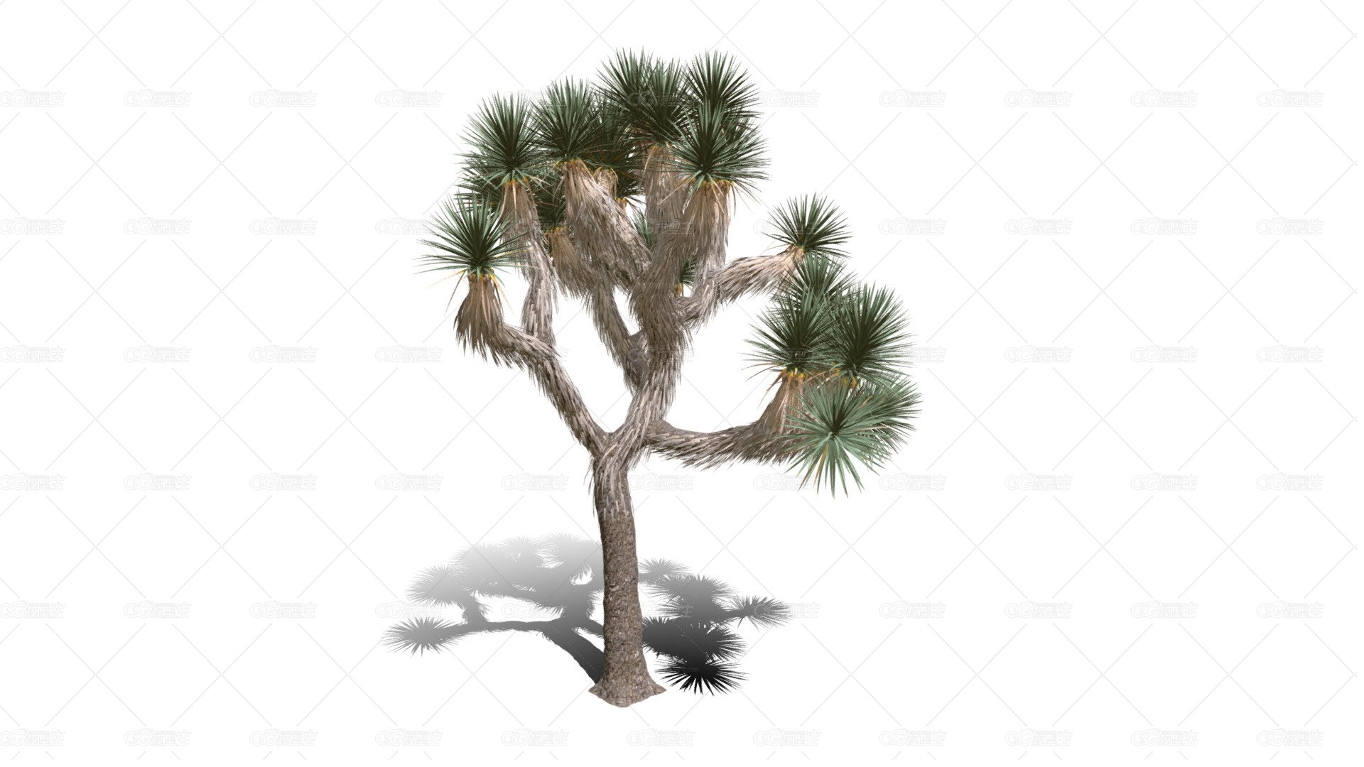 Joshua Trees 约书亚树 针叶树 短叶丝兰Yucca brevifolia树木沙漠平原植物 -1