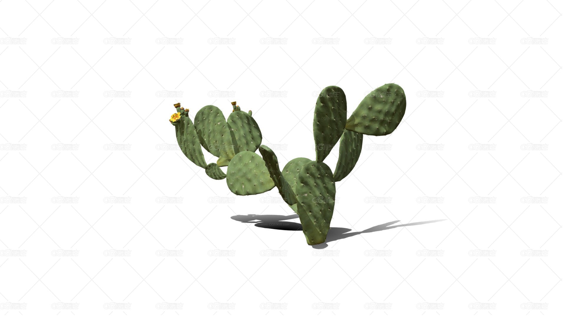 仙人掌花 沙漠植物 多肉植物 沙漠仙人掌 荒漠植物 Cactus-1