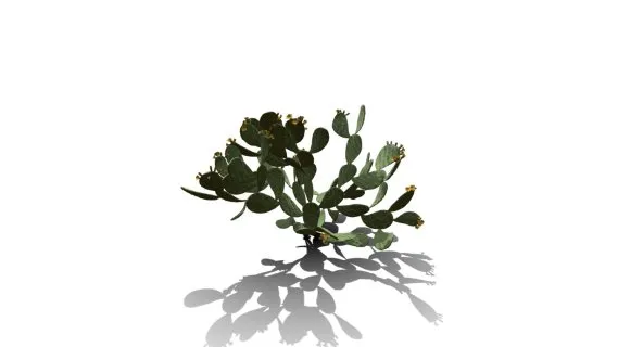 仙人掌 沙漠植物 多肉植物 沙漠仙人掌 荒漠植物 Cactus