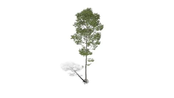 红橡树 红栎木树 落叶乔木 红橡树苗 景观树 绿化树 杉树 树苗 幼苗