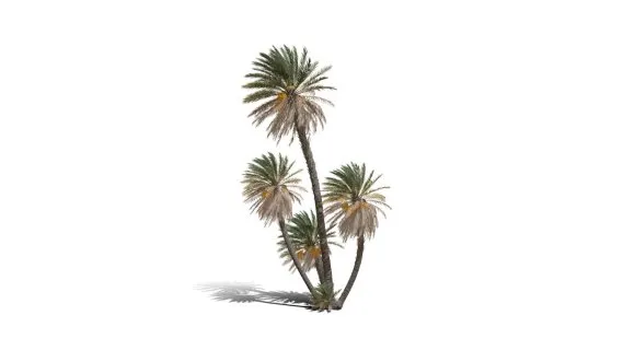 椰子树 棕树 芭蕉树 棕榈树 棕竹 香蕉树 海岛树 海滩树 树木 热带树 热带植物