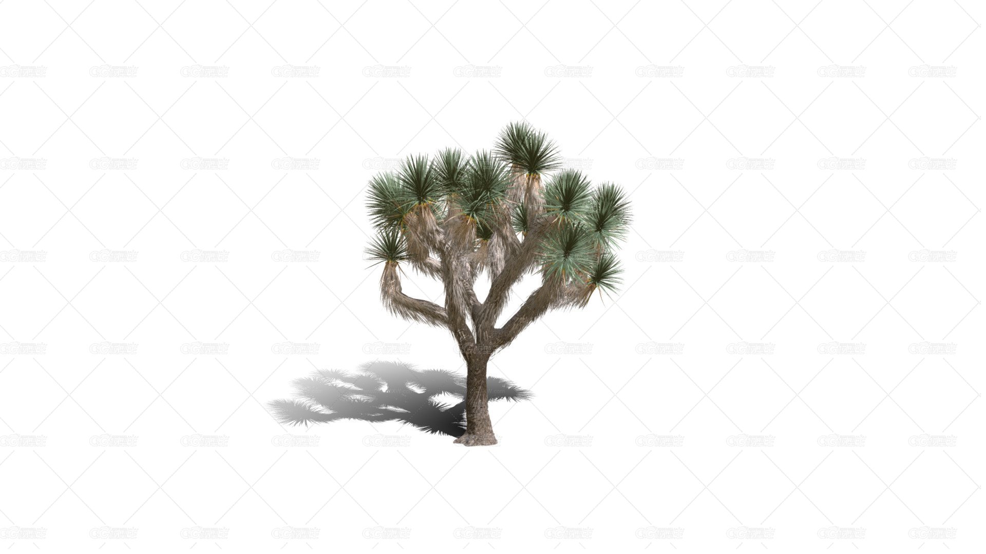 Joshua Trees 约书亚树 针叶树 短叶丝兰Yucca brevifolia树木沙漠平原植物 -1